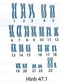 bài tập Khoa học tự nhiên 9 bài 47