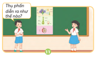 Bài 13: Sự sinh sản của thực vật có hoa