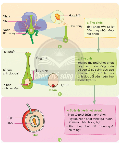 Bài 13: Sự sinh sản của thực vật có hoa