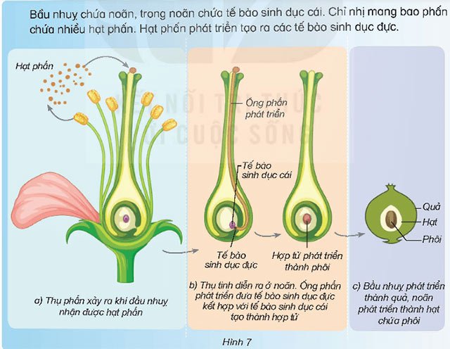 Sinh sản của thực vật có hoa
