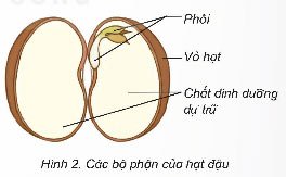 Sự phát triển của cây con