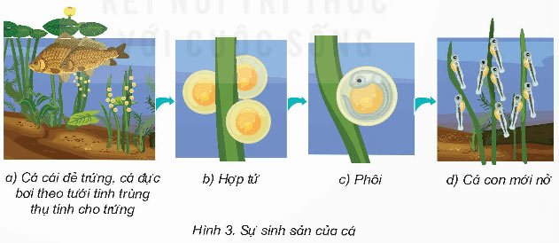 khoa học lớp 5 bài 15 Sinh sản của động vật