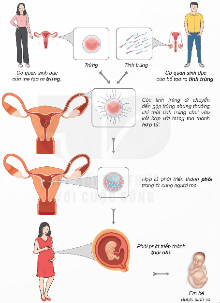 Sự hình thành cơ thể người