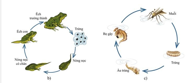 Câu hỏi 3 trang 54 SGK Khoa học lớp 5
