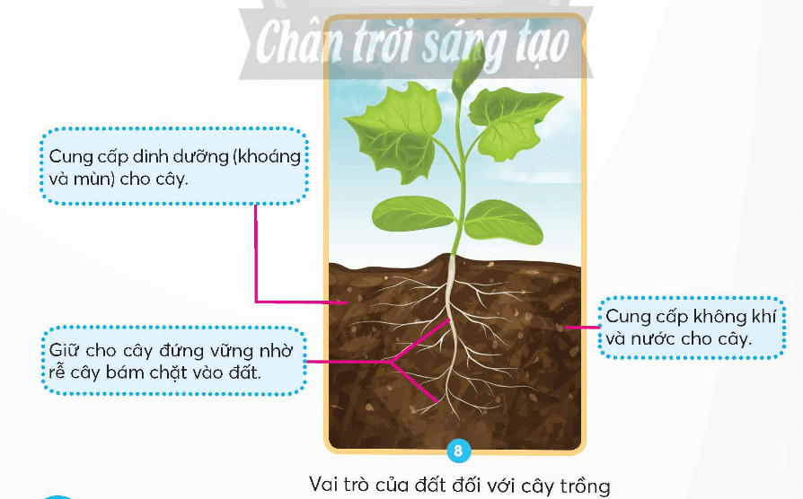 Bài 1: Thành phần và vai trò của đất