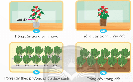 Bài 1: Thành phần và vai trò của đất