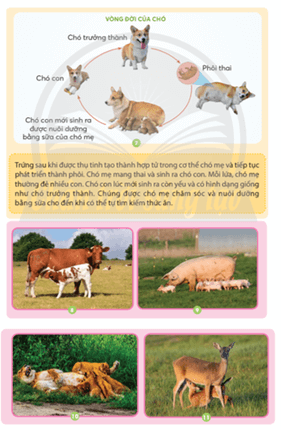 Bài 16: Sự lớn lên và phát triển của động vật