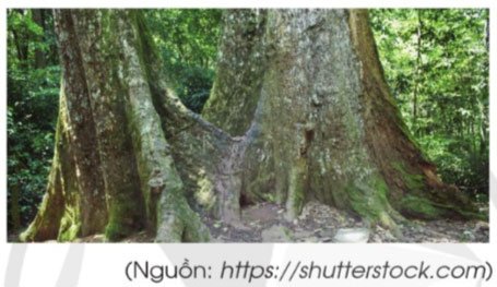 giải toán lớp 5 trang 54