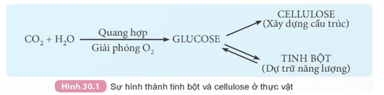 Khoa học tự nhiên 9 bài 30