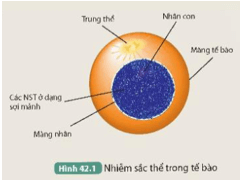 Khoa học tự nhiên 9 bài 42