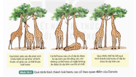 Khoa học tự nhiên 9 bài 50