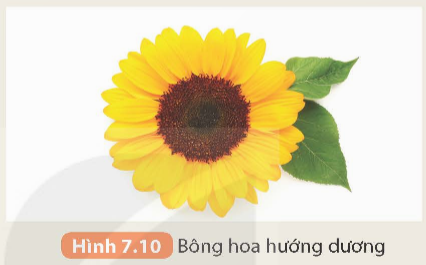 Khoa học tự nhiên 9 bài 7