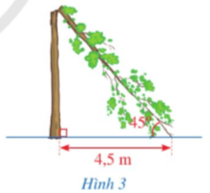 Bài 8 trang 54 Toán 9 Tập 1 Cánh diều | Giải Toán 9