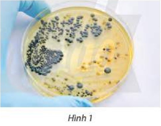 Giải toán 11 tập 2 trang 33