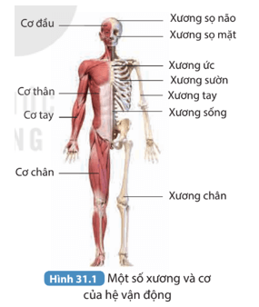 Bài 31: Hệ vận động người KHNT 8
