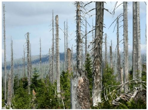 Hoá học 11 trang 39 Bài 6: Một số hợp chất của Nitrogen với Oxygen