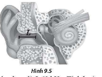 Bài 9. Sóng dừng trang 34 SBT Vật lí 11 Chân trời sáng tạo
