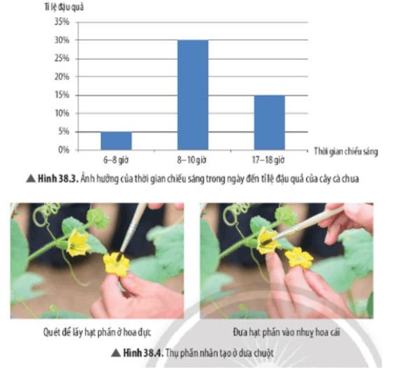 Hình 38.3 và 38.4 Bài 38: Các yếu tố ảnh hưởng đến sinh sản và điều hoà, điều khiển sinh sản ở sinh vật
