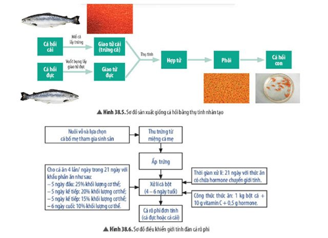 Hình 38.5 và 38.6 Bài 38: Các yếu tố ảnh hưởng đến sinh sản và điều hoà, điều khiển sinh sản ở sinh vật
