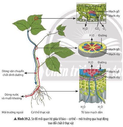 ình 39.2 Bài 39: Chứng minh cơ thể sinh vật là một thể thống nhất
