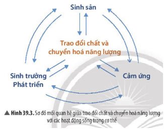 ình 39.3 Bài 39: Chứng minh cơ thể sinh vật là một thể thống nhất
