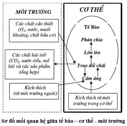 Sơ đồ về mối quan hệ giữa tế bào/ cơ thể Bài 39: Chứng minh cơ thể sinh vật là một thể thống nhất
