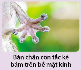 Giải Hóa 10 Bài 12: Liên kết hydrogen và tương tác Van Der Waals - Cánh diều (ảnh 1)