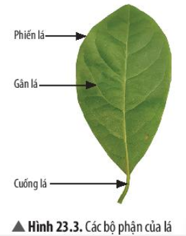 Giải khoa học tự nhiên 7 Bài 23: Quang hợp ở thực vật

