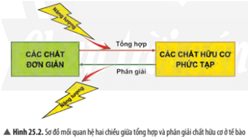 tailieu/data/image/2023/01/19/cau-hoi-thao-luan-4-trang-117-khtn-7-ctst.png