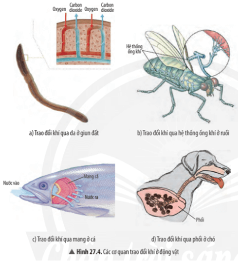 Giải khoa học tự nhiên 7 Bài 27: Trao đổi khí ở sinh vật 