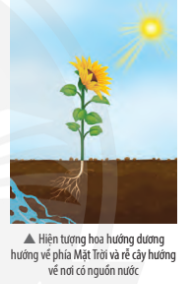 Giải Khoa học tự nhiên 7 Bài 32: Cảm ứng ở sinh vật 