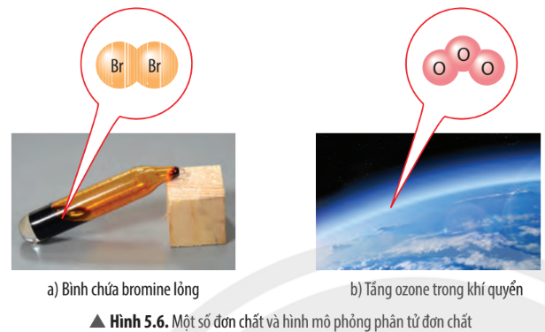 Hình 5.6 SGK KHTN 7 Chân trời sáng tạo