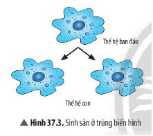 Hình 37.3