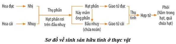 Luyện tập 4 Giải KHTN 7 Bài 37: Sinh sản ở sinh vật
