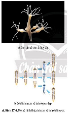 Hình 37.6 Giải KHTN 7 Bài 37: Sinh sản ở sinh vật