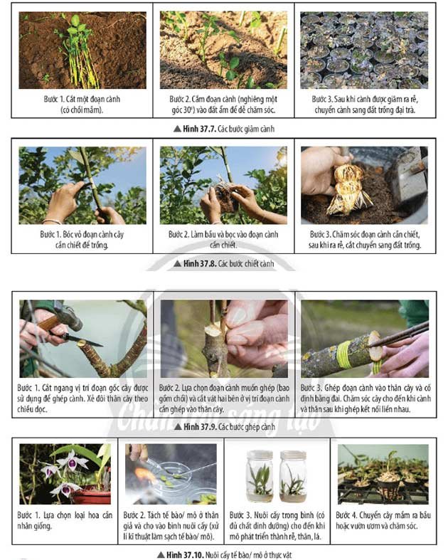 Hình 37.7 đến 37.10 Giải KHTN 7 Bài 37: Sinh sản ở sinh vật