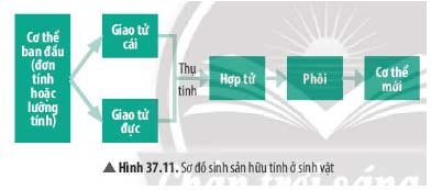 Hình 37.11 Giải KHTN 7 Bài 37: Sinh sản ở sinh vật