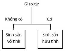 Câu 14 Giải KHTN 7 Bài 37: Sinh sản ở sinh vật
