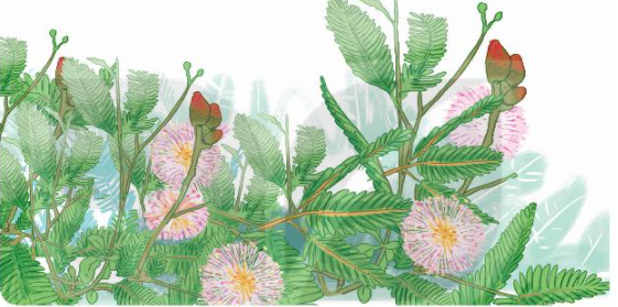 Giải Tiếng Việt lớp 2 Tập 1 Bài 7: Cây xấu hổ – Kết nối tri thức (ảnh 1)