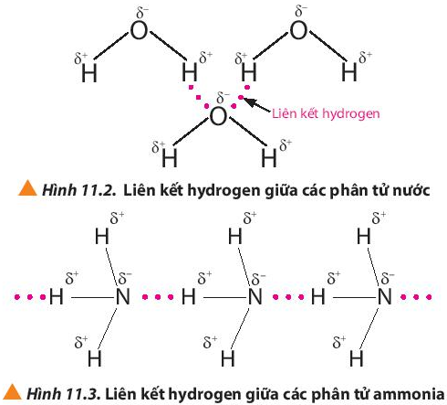 Giải sgk Hoá học 10 bài 11: Liên kết hydrogen và tương tác Van der Waals

