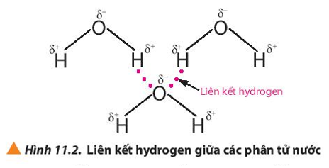 Giải sgk Hoá học 10 bài 11: Liên kết hydrogen và tương tác Van der Waals
